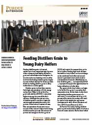 Feeding Distillers Grain to Young Dairy Heifers
