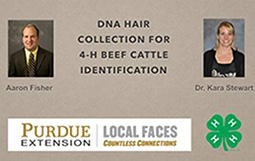 DNA Hair Collection for 4-H Beef Cattle Identification 