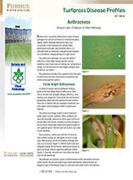 Turfgrass Disease Profiles: Anthracnose