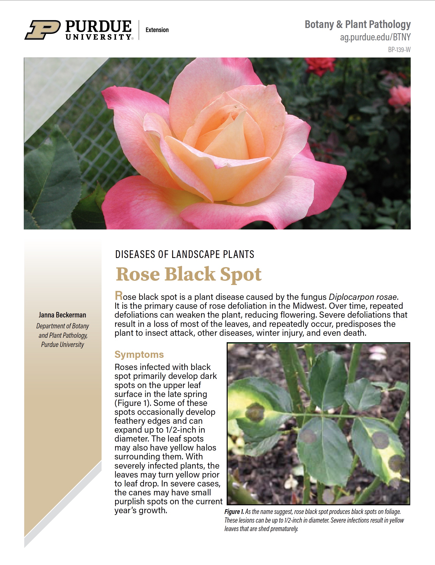 Diseases of Landscape Plants: Rose Black Spot