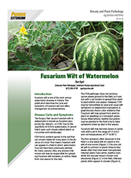 Vegetable Diseases: Fusarium Wilt of Watermelon