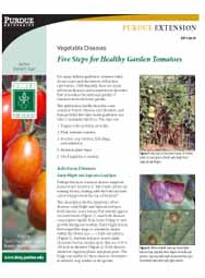 Vegetable Diseases: Five Steps for Healthy Garden Tomatoes
