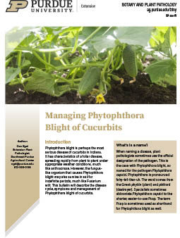 Managing Phytophthora Blight of Cucurbits