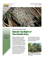 Diplodia Tip Blight of Two-Needle Pines