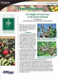 Fruit Diseases: Fire Blight on Fruit Trees in the Home Orchard