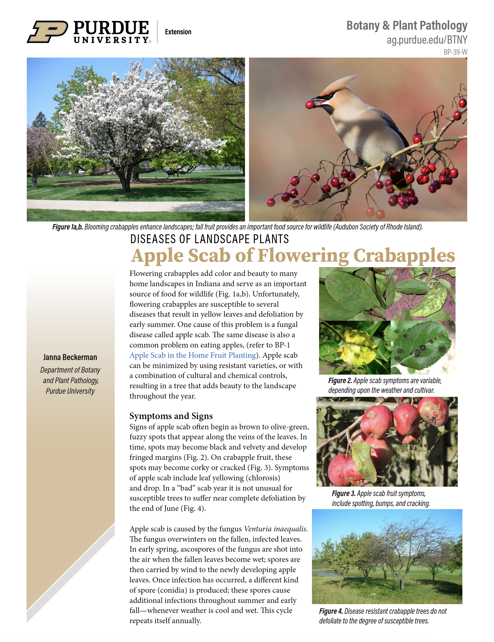 Apple Scab of Flowering Crabapples