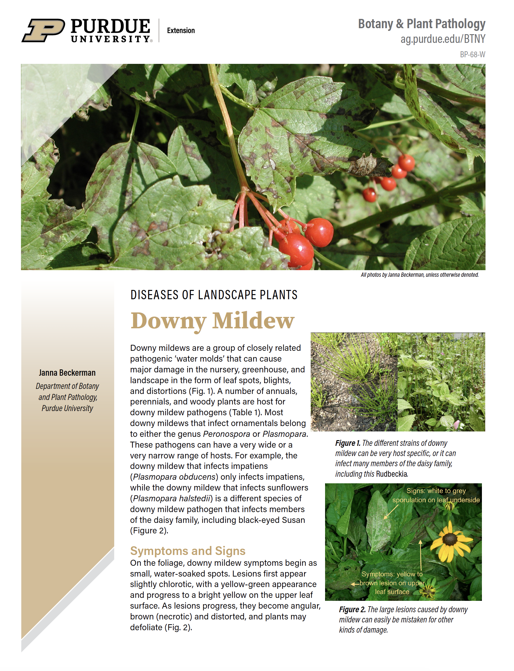 Diseases of Landscape Plants: Downy Mildew