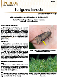 Turfgrass Insects: Managing Black Cutworms in Turfgrass