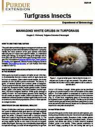 Turfgrass Insects: Managing White Grubs in Turfgrass