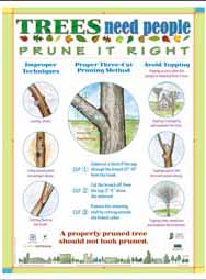 Trees Need People: Prune It Right (English)