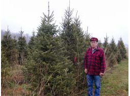A Choose-and-Cut Pine and Fir Christmas Tree Case Study