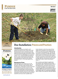 Tree Installation: Process and Practices