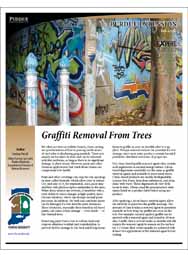 Graffiti Removal From Trees