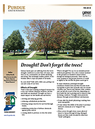 Drought? Don't forget the trees!