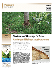 Mechanical Damage to Trees: Mowing and Maintenance Equipment