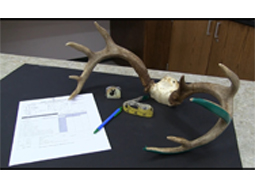 How to Score Your White-tailed Deer