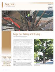Large Tree Cabling and Bracing