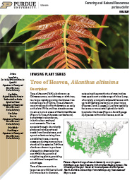 Invasive Plant Series - Tree of Heaven, Ailanthus altissima
