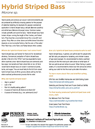 Hybrid Striped Bass Farmed Fish Fact Sheet