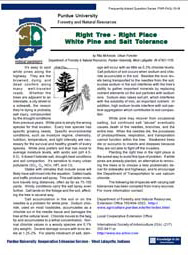 White Pine and Salt Tolerance