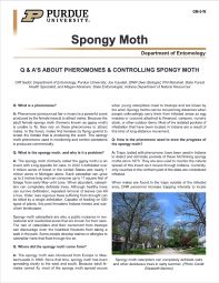 Q&A's About Pheromones & Controlling Gypsy Moth