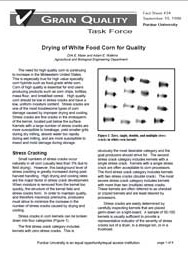 Drying of White Food Corn for Quality