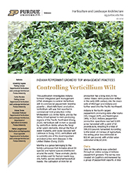 Controlling Verticillium Wilt: Indiana Peppermint Growers Top Management Practices