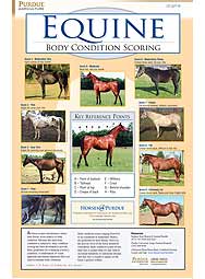 Equine Body Condition Scoring Poster (10/pkg)