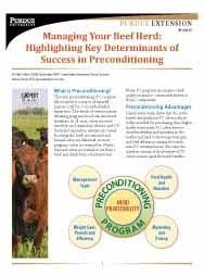 Managing Your Beef Herd: Highlighting Key Determinants of Success in Preconditioning