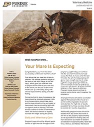 What To Expect When: Your Mare is Expecting
