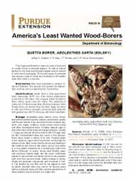 America's Least Wanted Wood Borers: Quetta Borer, Aeoloesthes sarta (Solsky)