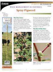 Weed Management in Pastures: Spiny Pigweed