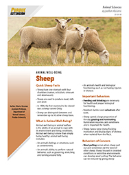Sheep Well-Being Basics